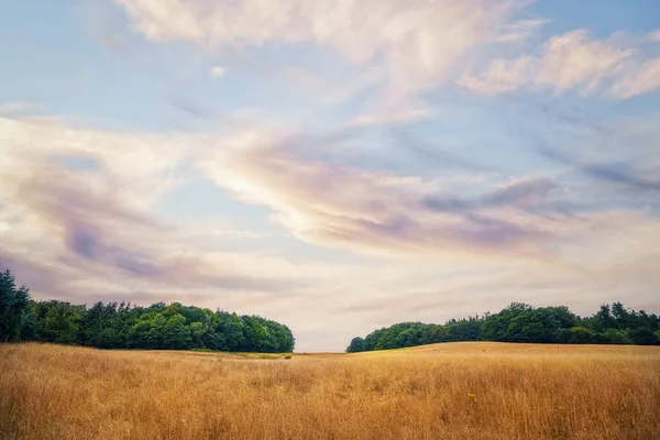 Sommar Landskap Med Gyllene Spannmål Grödor Och Gröna Träd Bakgrunden — Stockfoto