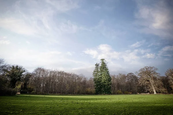 Drzewa Parku Dużym Zielonym Trawnikiem Pod Wyblakłym Błękitnym Niebem — Zdjęcie stockowe