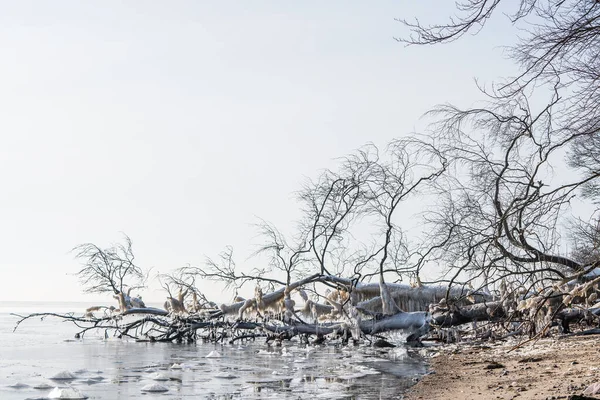 Arbre Congelé Avec Glaçons Suspendus Côte Sur Une Mer Froide — Photo