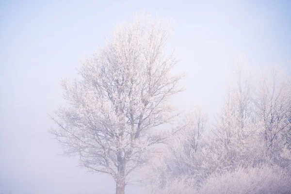 Baum Mit Frost Bedeckt Einem Kalten Tag Mit Nebligem Wetter — Stockfoto