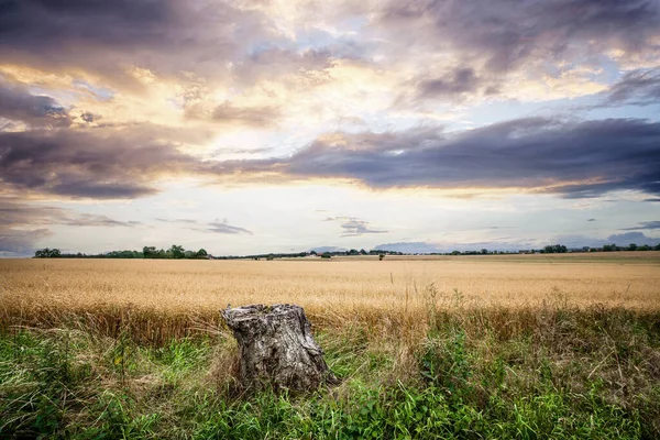 乡村风景中的树桩 美丽的夕阳西下 金色的田野 — 图库照片
