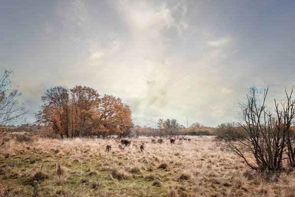 Hereford Gado Caminhando Alta Grama Dourada Direção Pôr Sol Uma — Fotografia de Stock