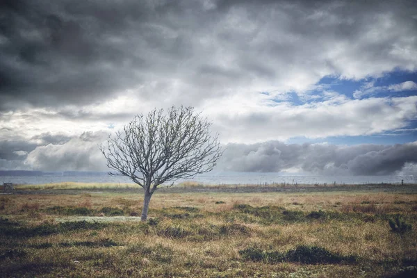 Osamělý Strom Bez Listí Louce Pod Dramatickou Oblohou — Stock fotografie