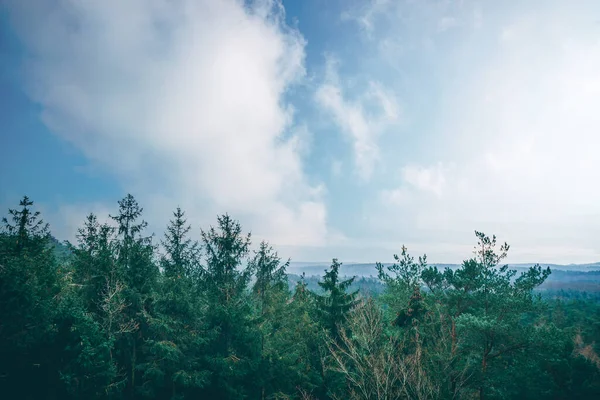 Tapas Árboles Bosque Brumoso Con Una Hermosa Vista Sobre Bosque —  Fotos de Stock