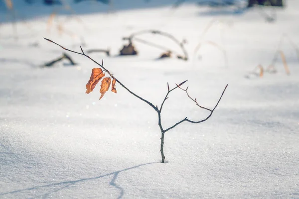 Маленькое Буковое Дерево Золотыми Листьями Стоящее Одиночестве Снегу Холодным Зимним — стоковое фото