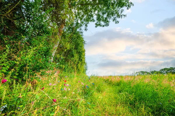Красочные Полевые Цветы Идиллическом Лугу Летом Зелеными Деревьями — стоковое фото