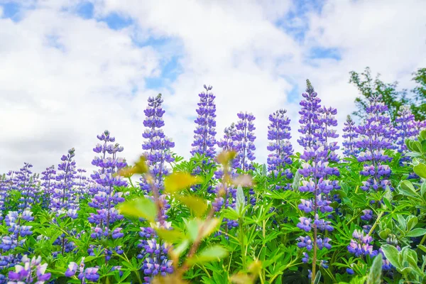 紫色的羽扇豆在蓝天下的草地上绽放 — 图库照片