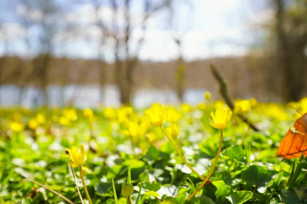 Gul Eranthis Blommar Solen Ljus Dag Våren — Stockfoto