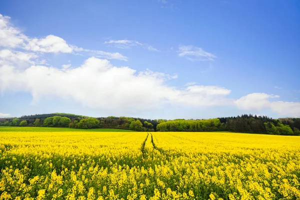Gelbes Rapsfeld Mit Reifenspuren Getreide Das Mit Bunten Blumen Blüht — Stockfoto