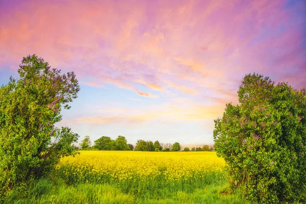 Bunte Landschaft Mit Rapsfeldern Und Fliederbäumen Einem Schönen Ländlichen Sonnenuntergang — Stockfoto