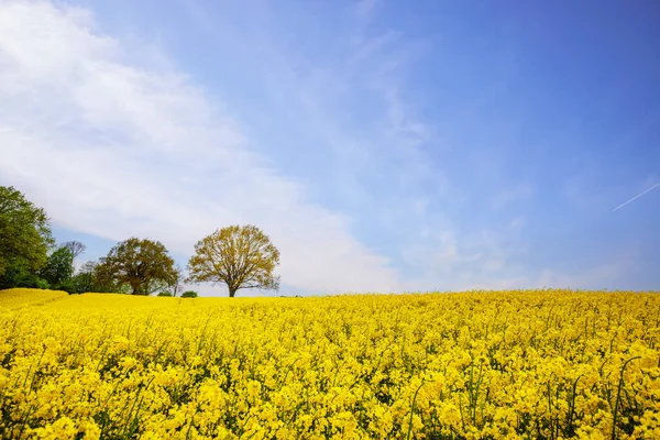 Żółte Pole Rzepaku Słoneczny Dzień Maja Błękitnym Niebem Drzewami — Zdjęcie stockowe