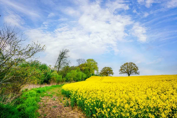 Wanderweg Einem Rapsfeld Mit Blühenden Gelben Blumen Und Blauem Himmel Stockbild