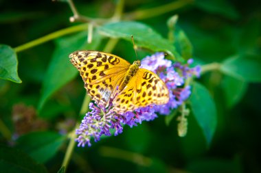 tavuskuşu kelebeği bir çiçeğin üzerinde