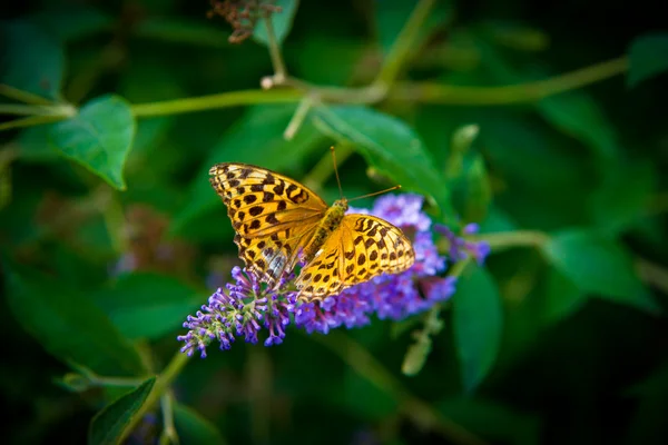 花上的孔雀蝴蝶 — 图库照片