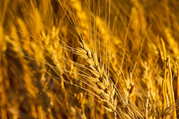 Wheat ears — Stock Photo, Image