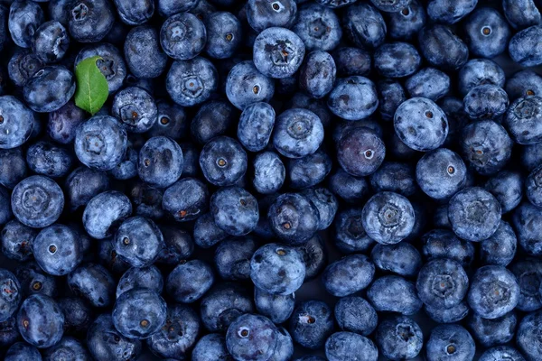 Blaubeeren mit wenig grünem Blatt Stockfoto