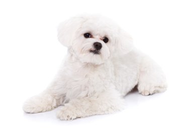 Şirin bir köpek yavrusunun portresi