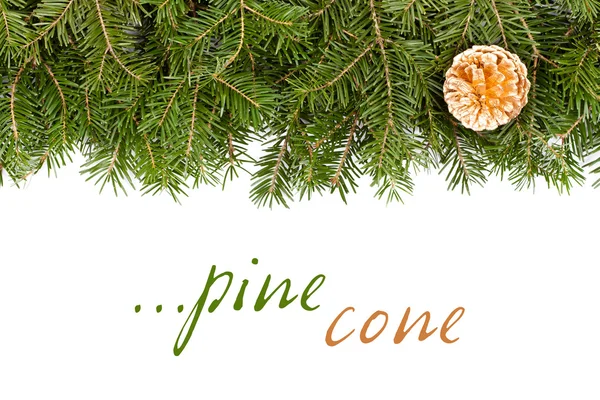 Pine twig with golden cone — Stock Photo, Image