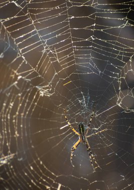 Çiy damlalarıyla örümceğin ağlarının arka planı. Web makrosu. Görüntü ile güneş ışığında soyut doğal arkaplan. Yüzeyin derinliği. Örümcek ağının güzel çizgileri