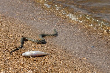 Natrix Tessellata sahildeki su yılanı..