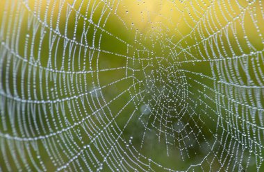 örümcek ağı ile çiy düşüyor. arka plan olarak kullanılabilir.