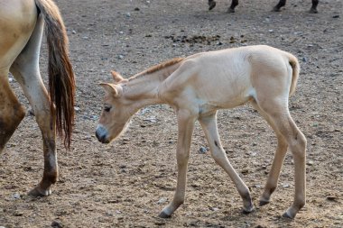 At przewalski 'nin Colt' u, Vahşi At, Przewalski 'nin atları şu anda yaşayan tek vahşi at akrabaları..
