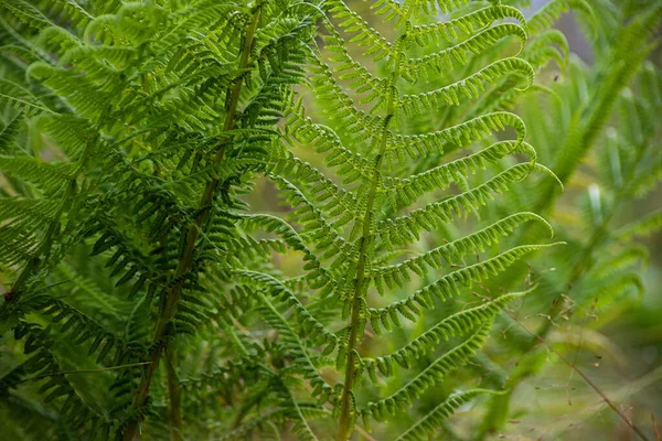 Natürlicher Hintergrund Und Tapete Schöne Grüne Farnblätter Wald Hintergrund Mit — Stockfoto