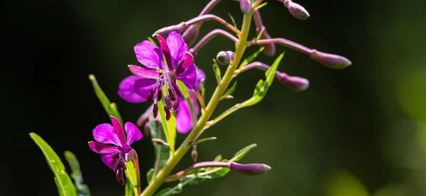 Willowherb Epilobium Angustifolium Floreciendo Sally Epilobium Angustifolium Purple Alpine Fireweed —  Fotos de Stock