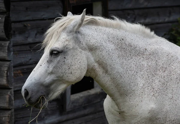 A white horse, against the backdrop of a house on a hill. close up.