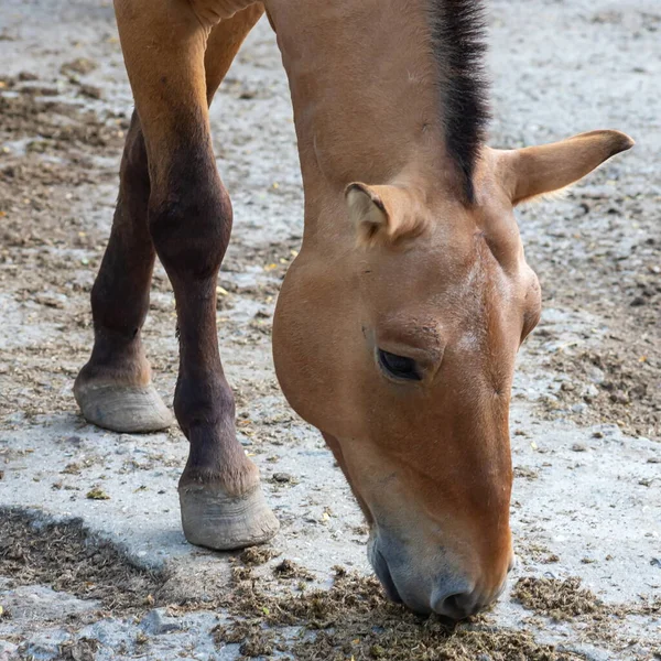 Colt Van Paard Przewalski Wild Paard Przewalski Paarden Zijn Enige — Stockfoto
