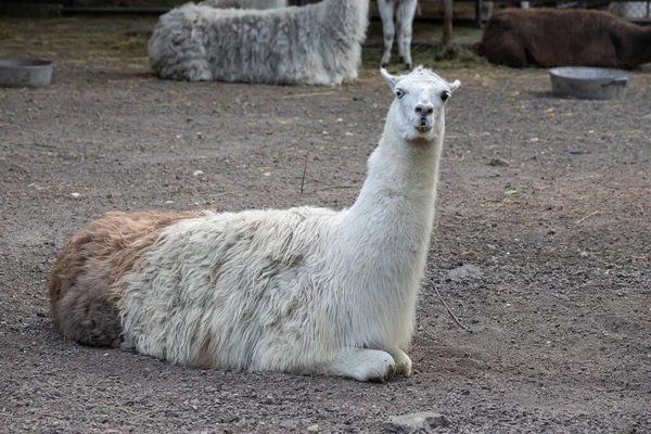 Alpaca Branca Com Boca Aberta Close Lhama Seu Paddock Uma — Fotografia de Stock