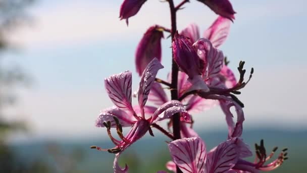 Flor Dictamus Mencionado Biblia Entender Visión Las Plantas Que Necesitan — Vídeos de Stock