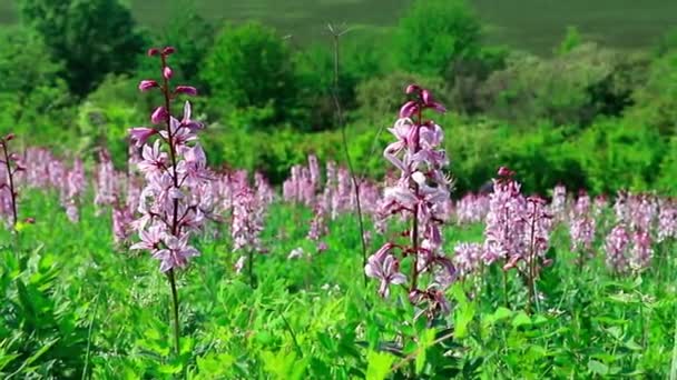 Bibliában Említett Diktamusz Virág Védelemre Szoruló Növények Megértése — Stock videók