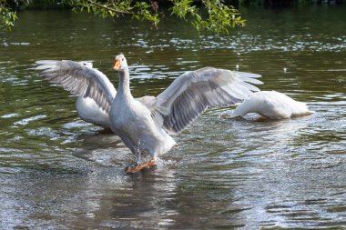Bir grup yerli beyaz çiftlik kazları yüzer ve su sıçratır kirli çamurlu suya, ilk sıcak güneş ışınlarının tadını çıkarırlar, doğanın huzur ve sükuneti, saf ekoloji tarım kavramı
