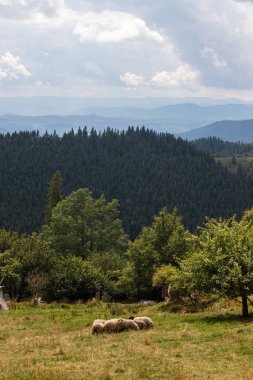 Sonbahar günü Ukrayna 'daki Karpat dağları yakınlarındaki dağ köyünde otlayan koyunlar.