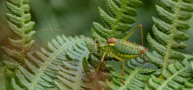 Steropleurus pseudolus Eyer Bush cırcırböceği kanatları olmayan büyük çekirge. Hastalıklı. Doğal ışık