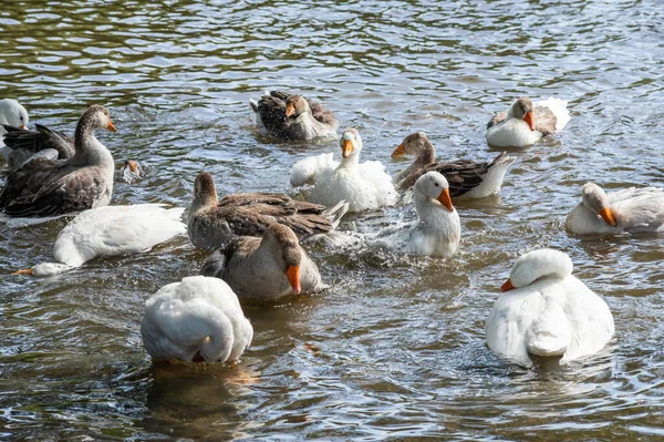 Gruppe Einheimischer Weißer Bauerngänse Schwimmt Und Planscht Wassertropfen Dreckigem Schlammwasser — Stockfoto