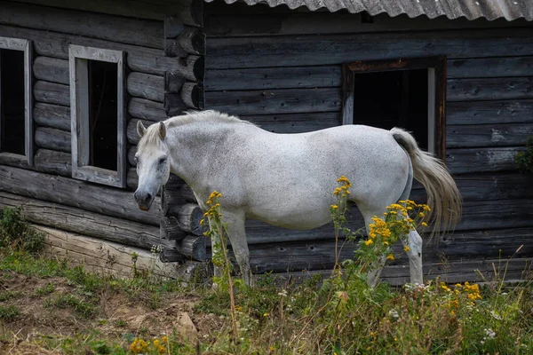 Caballo Blanco Sobre Telón Fondo Una Casa Una Colina —  Fotos de Stock