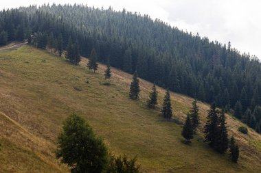 Güneşli bir günde dağlarda kozalaklı ağaçlarla dolu bir çayır. Orman arkaplanı.