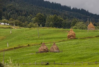 Güneşli bir günde dağlarda kozalaklı ağaçlarla dolu bir çayır. Orman arkaplanı.