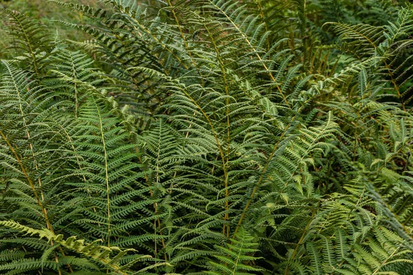 自然背景と壁紙 森の中に美しい緑のシダの葉 自然シダの背景 — ストック写真