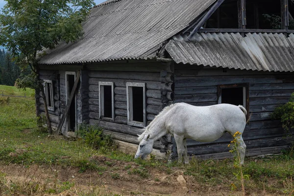 A white horse, against the backdrop of a house on a hill.