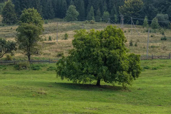 Krajobraz Letniej Przyrody Zieloną Polaną Lasem Dużym Pojedynczym Drzewem — Zdjęcie stockowe