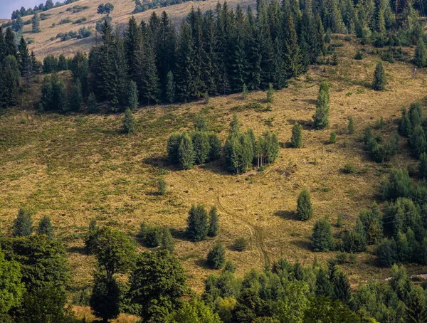 Łąka Drzewami Iglastymi Górach Słoneczny Dzień Tło Lasu — Zdjęcie stockowe
