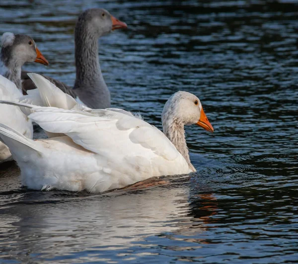 Život Farmě Hejno Bílých Šedých Hus Plave Modrém Jezírku — Stock fotografie