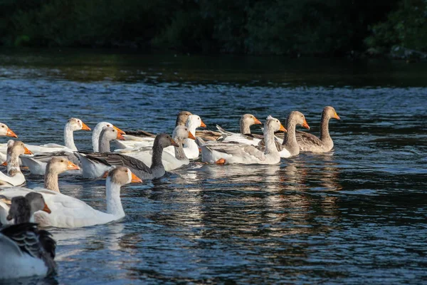 农场生活 一群白鹅和灰鹅在蓝色的池塘里游泳 — 图库照片