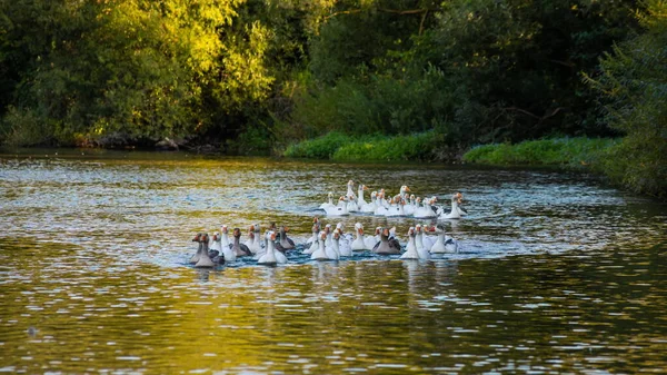 Hausgänse Schwimmen Wasser Ein Schwarm Weißer Schöner Gänse Fluss — Stockfoto