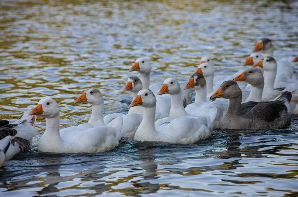 Hausgänse Schwimmen Wasser Ein Schwarm Weißer Schöner Gänse Fluss — Stockfoto