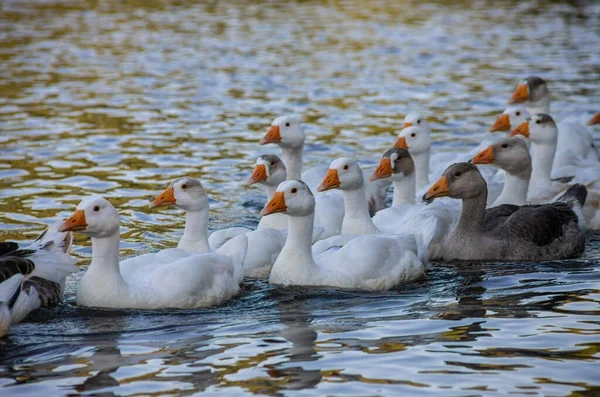 Oche Domestiche Nuotano Nell Acqua Gregge Belle Oche Bianche Nel — Foto Stock