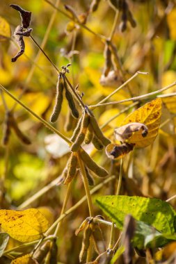 Hasat hazır sahada olgun soya fasulyesi.
